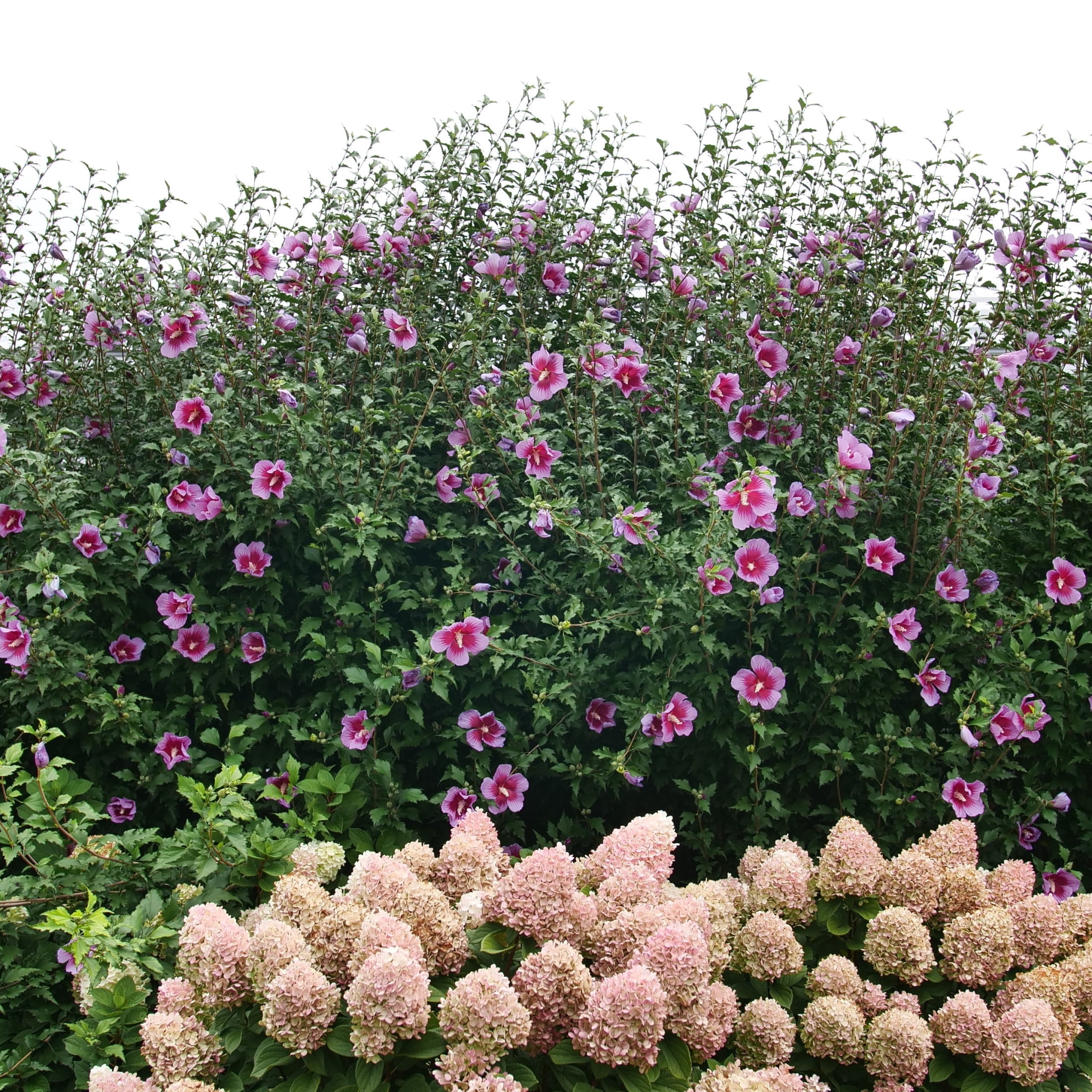 Proven Winners ColorChoice 6" Purple Pillar Rose of Sharon Live Plant in 7.5" Pot
