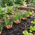thumbnail image 5 of 1 Lb Shallot Bulbs, Outdoor Shallot Planting, Small Plant for Garden Bed or Container Growing, 5 of 6