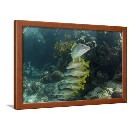 Half Moon Reef - Schoolmaster, Half Moon Caye, Lighthouse Reef, Atoll, Belize Framed Print Wall Art By Pete Oxford