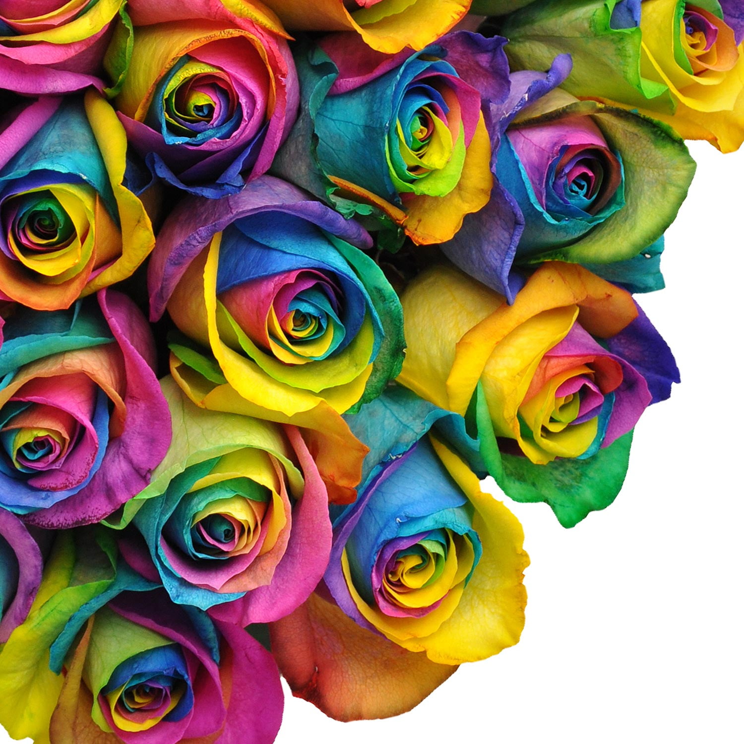 Fresh Cut Tinted Rainbow Roses, 20", Pack of 75 by InBloom Group