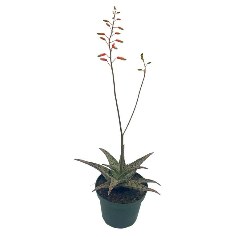 White Aloe, Aloe rauhii Reynolds, Snowflake Aloe, Flowering Blooming Size  Variegated White Aloe, Very Special Limited Supply Rare Plant 4" -  Walmart.com