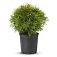 thumbnail image 1 of 2 Gallon Danica Globe Cedar (Thuja) Shrub, 1 of 5