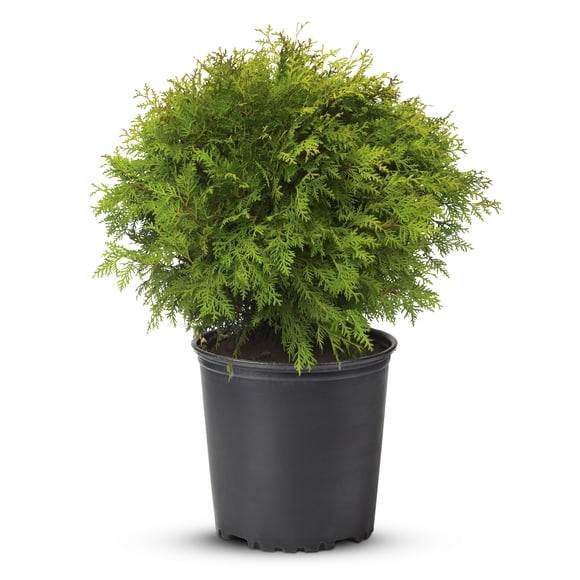 2 Gallon Danica Globe Cedar (Thuja) Shrub