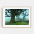 thumbnail image 2 of The Valley of Lost Souls - Fanal Laurel Forest of Madeira Island 2 - Madeira Portugal Photography Unframed Wall Art Print 5 x 7 inches, 2 of 7