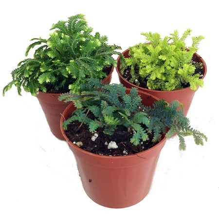 3 Club Moss Plants - Selaginella - Terrariums Fairy Gardens - 2 Pots