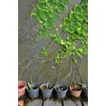 thumbnail image 6 of ⭐ PREMIUM Shingle Plant Soil Mix - Trusted by Experts for Strong and Healthy Plants by Gardenera - 20 Quart (4 Bags of 5 Quart), 6 of 8