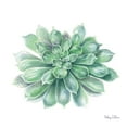 thumbnail image 2 of Wilson, Kelsey 20x20 White Modern Wood Framed Museum Art Print Titled - Single Succulents IV, 2 of 4