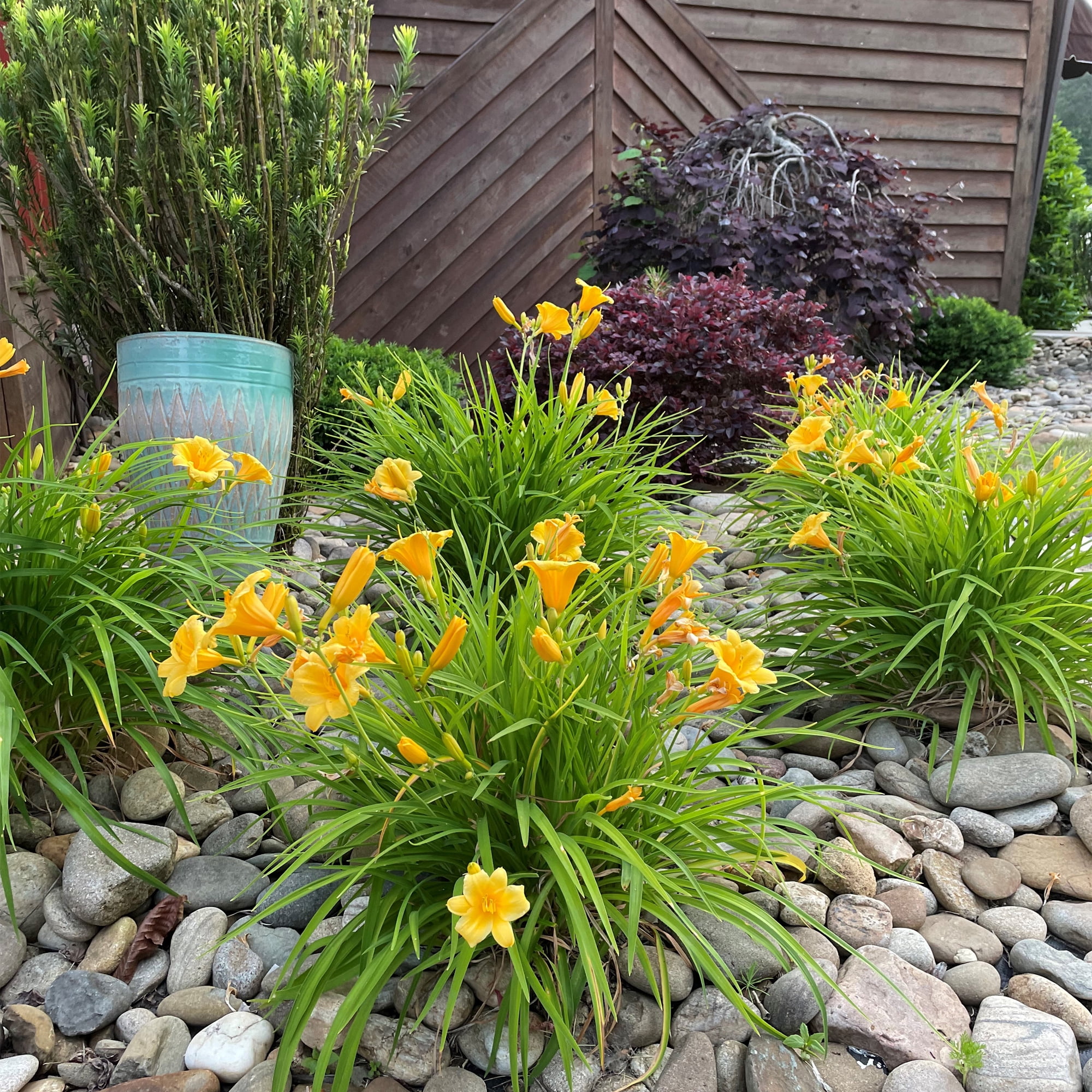 Southern Living Stella Daylily Live Shrub in 1-Gallon Grower Pot