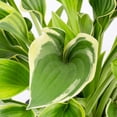 thumbnail image 4 of Better Homes & Gardens 2.5QT Multicolor Hosta Live Plant Grower Pot Shade, 4 of 6