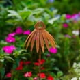 thumbnail image 4 of Durability Metal Echinacea Coneflower Garden Decoration Vintage Plant Stake For Outdoor Garden Enhancement, 4 of 9