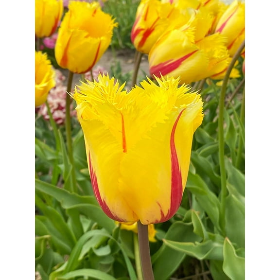 Flamenco Fringed Tulip - 12/ cm Bulbs - 5 Bulbs
