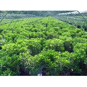 Sarah Mountain Laurel