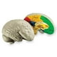 thumbnail image 1 of Recursos de aprendizaje de modelos cerebrales transversales para mayores de 7 años, 1 of 15