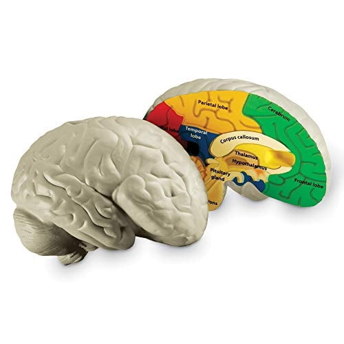 Recursos de aprendizaje de modelos cerebrales transversales para mayores de 7 años