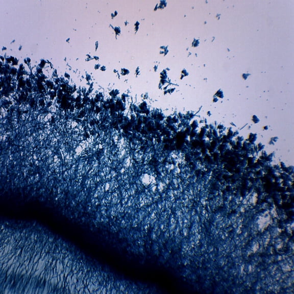 Fungi Molds, 3 Types - Wholemount - Prepared Microscope Slide - 75 x 25mm - Biology & Microscopy - Eisco Labs