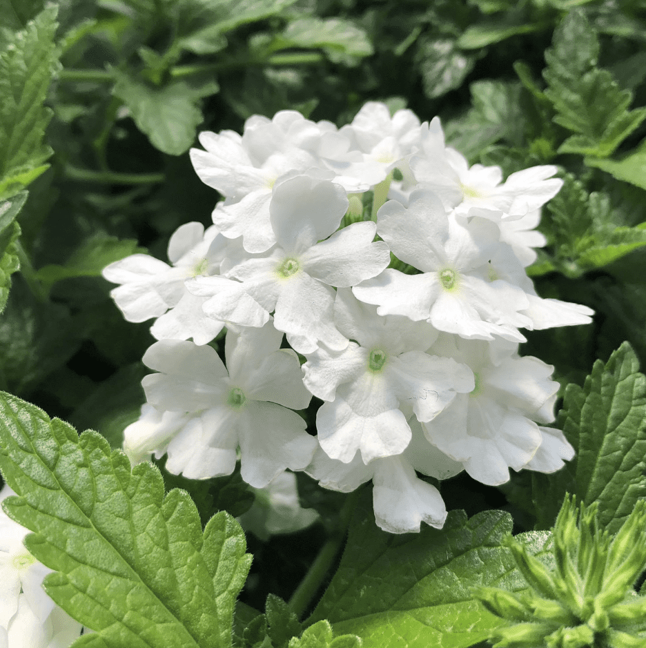White Verbena Live Plant, Perennial Flowering Plant 4-7 Inch Tall, Trailing White Blooms for Garden, Zones 7–11