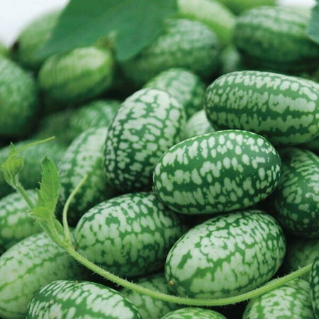 

Mexican Sour Gherkin Cucumber Seeds - Cucamelon - Mouse Melon | 1060 75 Seeds 15% Discount