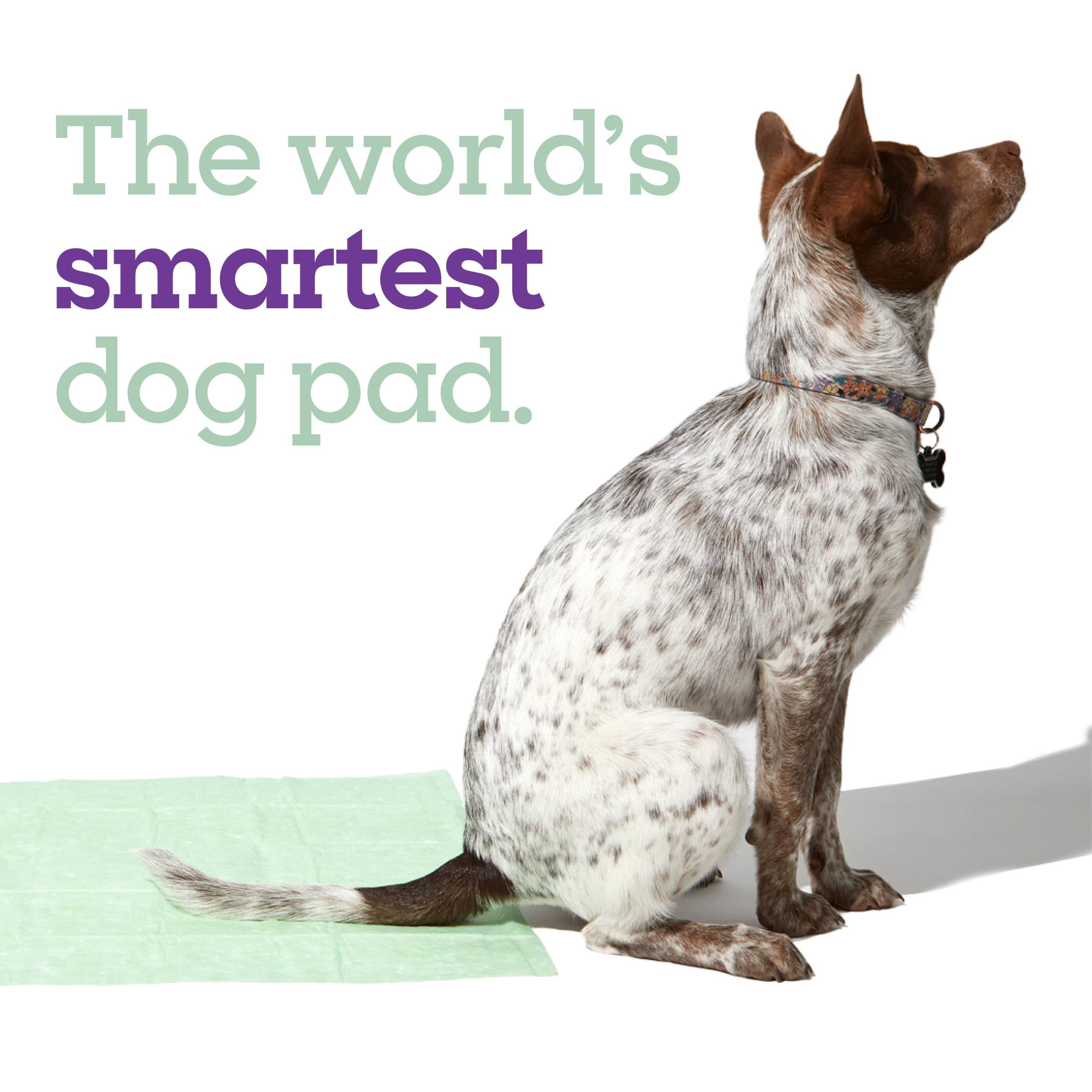(3 pack) Pet Life Unlimited Health Tracker Dog Pads, Large, 10ct