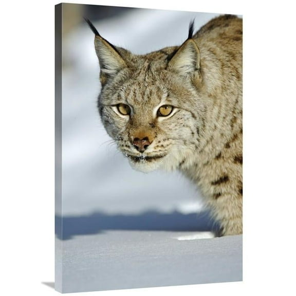 24 x 36 in. Eurasian Lynx in Snow, Flatanger, Norway Art Print - Willi Rolfes