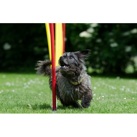 LAMINATED POSTER Pet Cute Hybrid Dog Agility Slalom Small Dog Poster Print 24 x