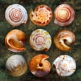 thumbnail image 2 of Scaroni, Roberto 12x12 White Modern Wood Framed Museum Art Print Titled - Shellspiral2, 2 of 4