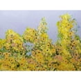 thumbnail image 3 of Friedlander, Allan 18x15 Black Modern Framed Museum Art Print Titled - Clinging Vines, 3 of 5