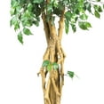 thumbnail image 5 of 6' Palace Style Ficus Silk Tree, 5 of 8