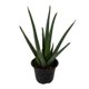 thumbnail image 3 of planta aloe vera 5 pg, 3 of 5