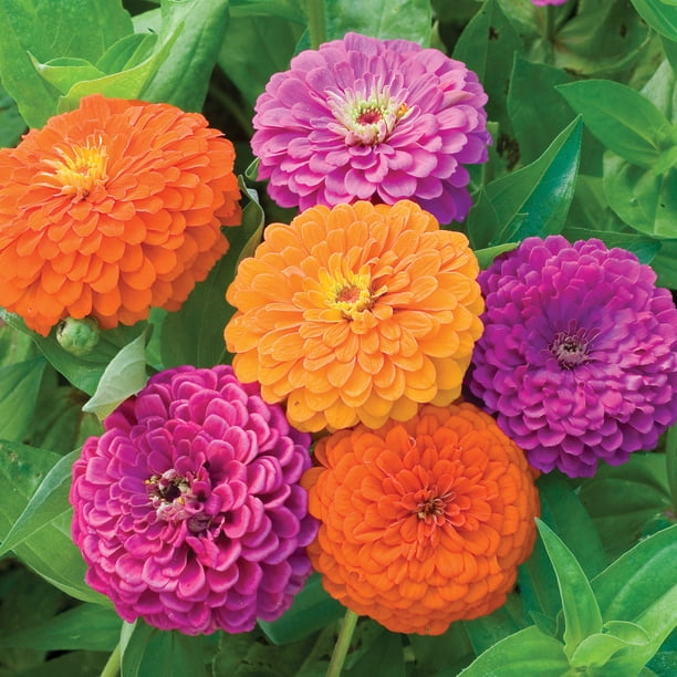Burpee Fruit Smoothie Mixed Colors Zinnia Flower Seed for Planting