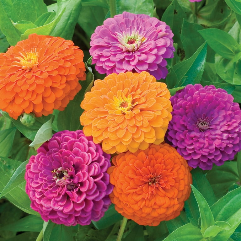 Burpee Fruit Smoothie Mixed Colors Zinnia Flower Seed for Planting