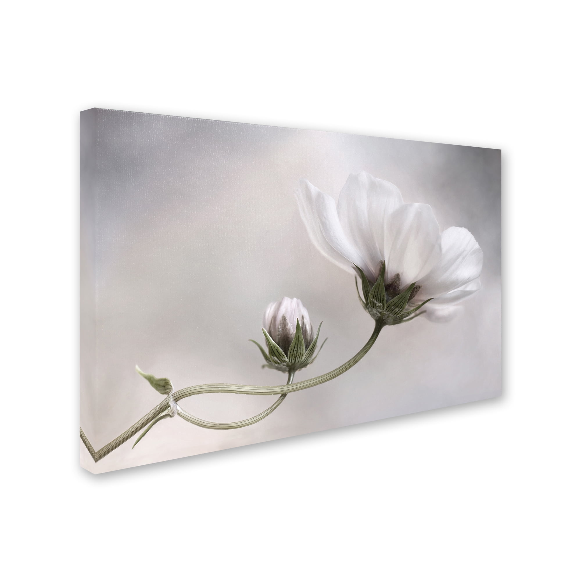 Trademark Fine Art 'Simply Cosmos' Canvas Art by Mandy Disher