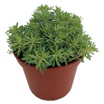 Blue Ball Sedum - Hardy Perennial Groundcover or Indoors - 2.5" Pot