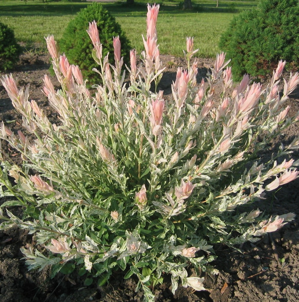 Expert Gardener 3.25G Dappled Willow Flowering Live Plants Full Sun White