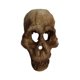 thumbnail image 1 of Toystoory Acuario decoración paisajismo cabeza hueso cueva ornamento acuático Artificial decorativo pecera reptil caja Prop reutilizable Kits de decoración para fiestas, 1 of 6