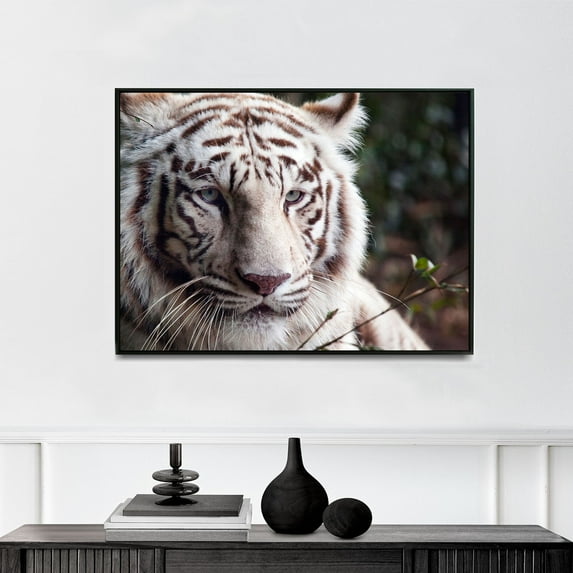 White Bengal tiger at the Montgomery Zoo, it was established in 1920 as part of Oak Park | Carol M. Highsmith | Premium Fine Art Print | 21th Century American | Photography | Portrait | Nature Art