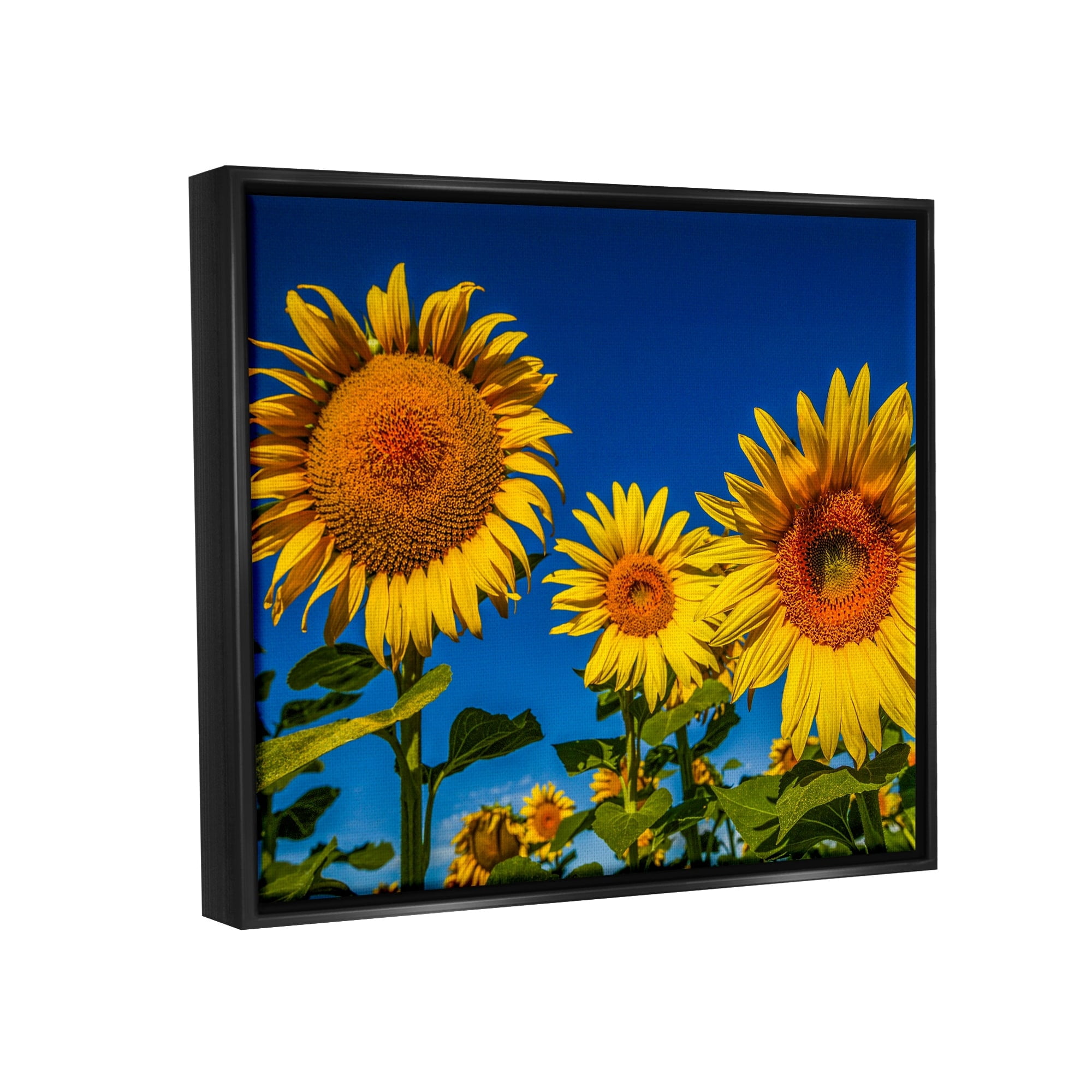 Stupell Industries Bold Sunflower Plants Against Clear Sunny Sky Photograph Jet Black Floating Framed Canvas Print Wall Art, Design by Steve Smith