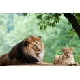 thumbnail image 2 of Murphy, Mehgan 18x13 Black Ornate Wood Framed with Double Matting Museum Art Print Titled - African Lion, 2 of 4