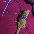thumbnail image 2 of Pet Bird Vest Leash Outdoor Flying Anti-bite Nylon Adjustable Bird Training Walking Leash Rope, 2 of 9