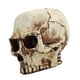 thumbnail image 3 of Skull Head Flower Pot Resin High Strength Clear Shape Skull Planter for Home Office Desk Decoration, 3 of 4