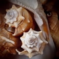 thumbnail image 2 of Perry, Rachel 20x20 White Modern Wood Framed Museum Art Print Titled - Macro Shells III, 2 of 4