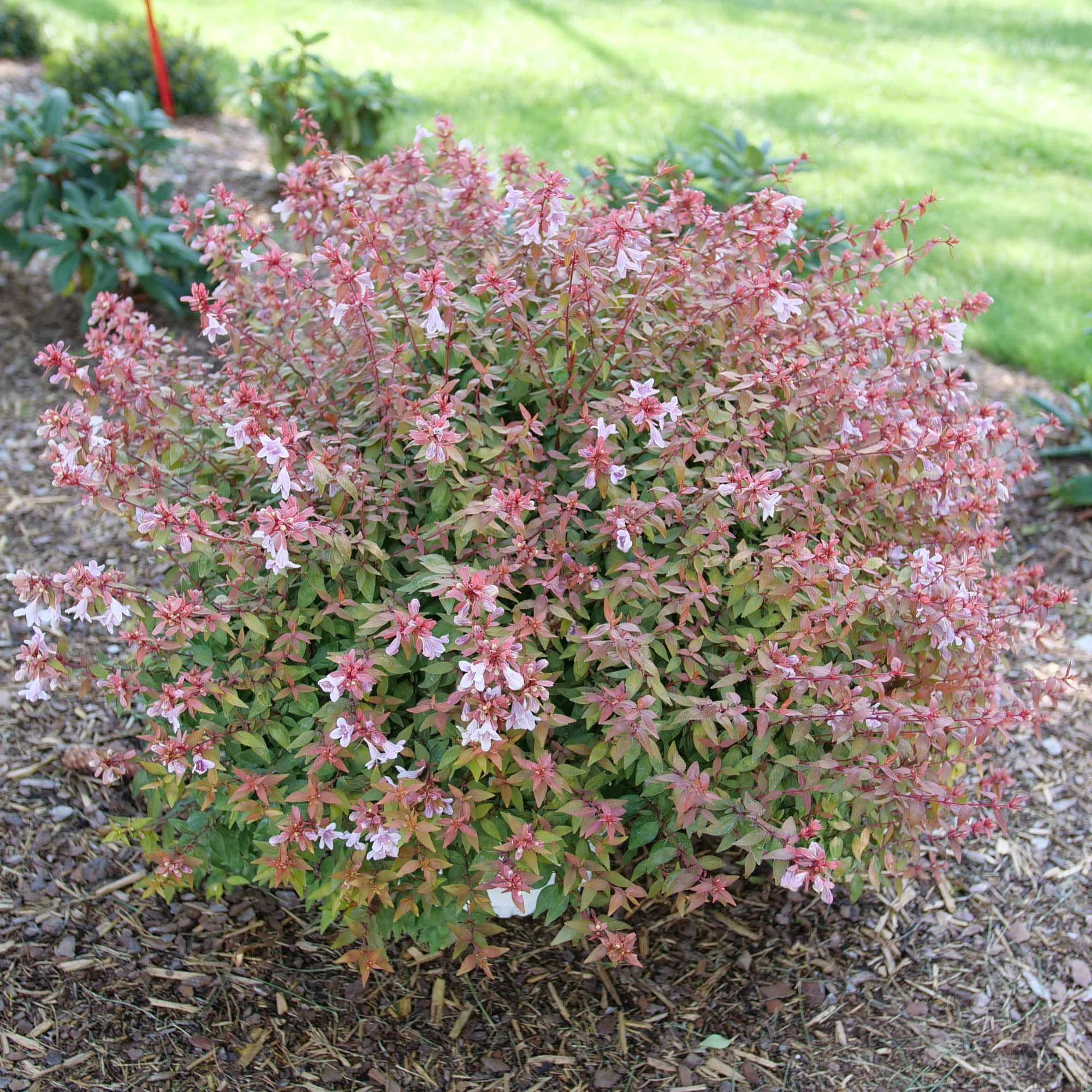 Proven Winners ColorChoice 5" Pink Poco Loco Abelia Live Plant in 4.5" Pot (4 Count)