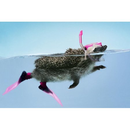 Hedgehog Swimming in Mask Snorkel and Flippers Print Wall