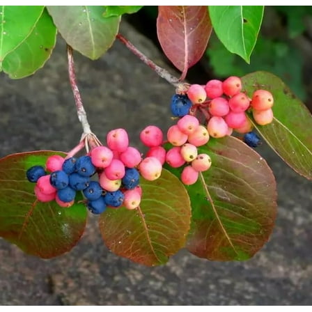 20 Wild Raisin Bush Seeds for Planting - Possumhaw - Viburnum cassinoides