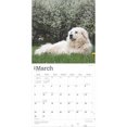 thumbnail image 3 of Great Pyrenees 2025 12 X 24 Inch Monthly Square Wall Calendar Plastic-Free (Wall), 3 of 9