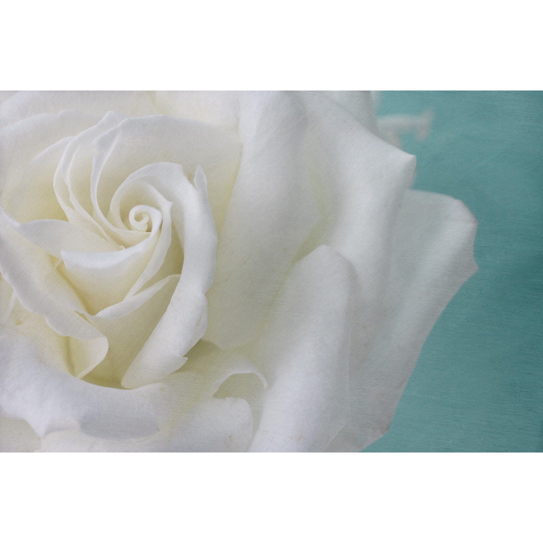 "Purity of the White Rose" Painting Print on Wrapped Canvas