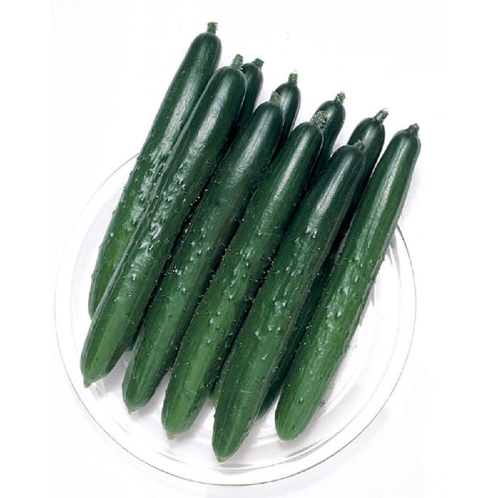 Summer Top Burpless Cucumber 10 Seeds