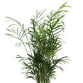 thumbnail image 4 of Live Parlor Palm Plant - Pet Safe - 4" Decorative Pot Cover - Thorsen's Greenhouse, 4 of 5