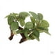 thumbnail image 1 of 2X Planta Acuática Artificial, Decoraciones de Acuarios de Resina de Planta de Acuario Grande, 1 of 9