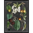 thumbnail image 3 of Vision Studio 15x18 Black Modern Framed Museum Art Print Titled - Orchard Varieties II, 3 of 5