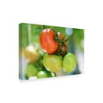 thumbnail image 2 of Trademark Fine Art 'Growing Tomatoes' Canvas Art by Incredi, 2 of 3